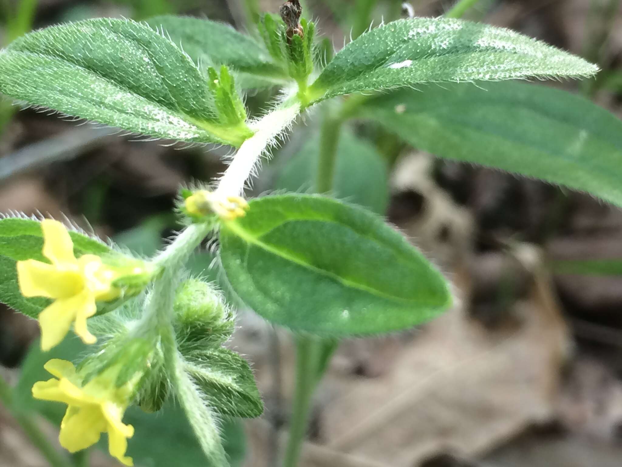 Слика од Lithospermum tuberosum Rugel ex A. DC.