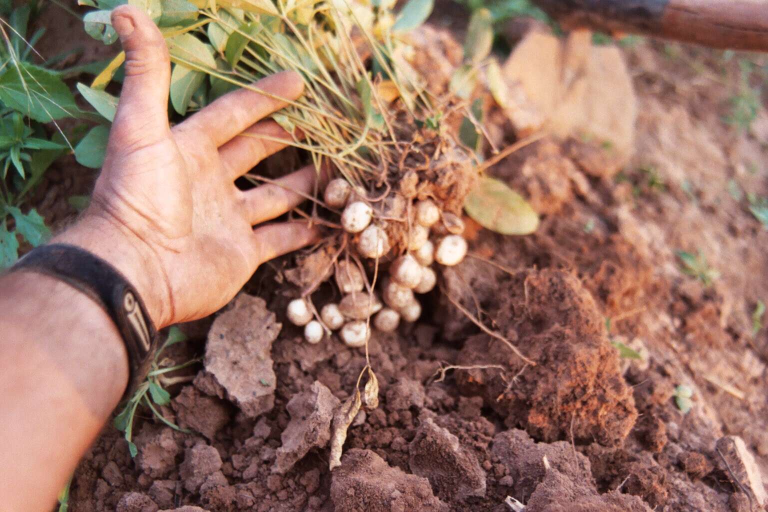 Image of bambarra groundnut