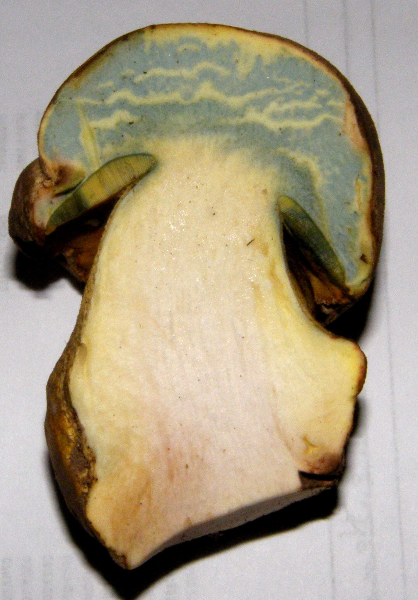 Image de Butyriboletus abieticola (Thiers) D. Arora & J. L. Frank 2014