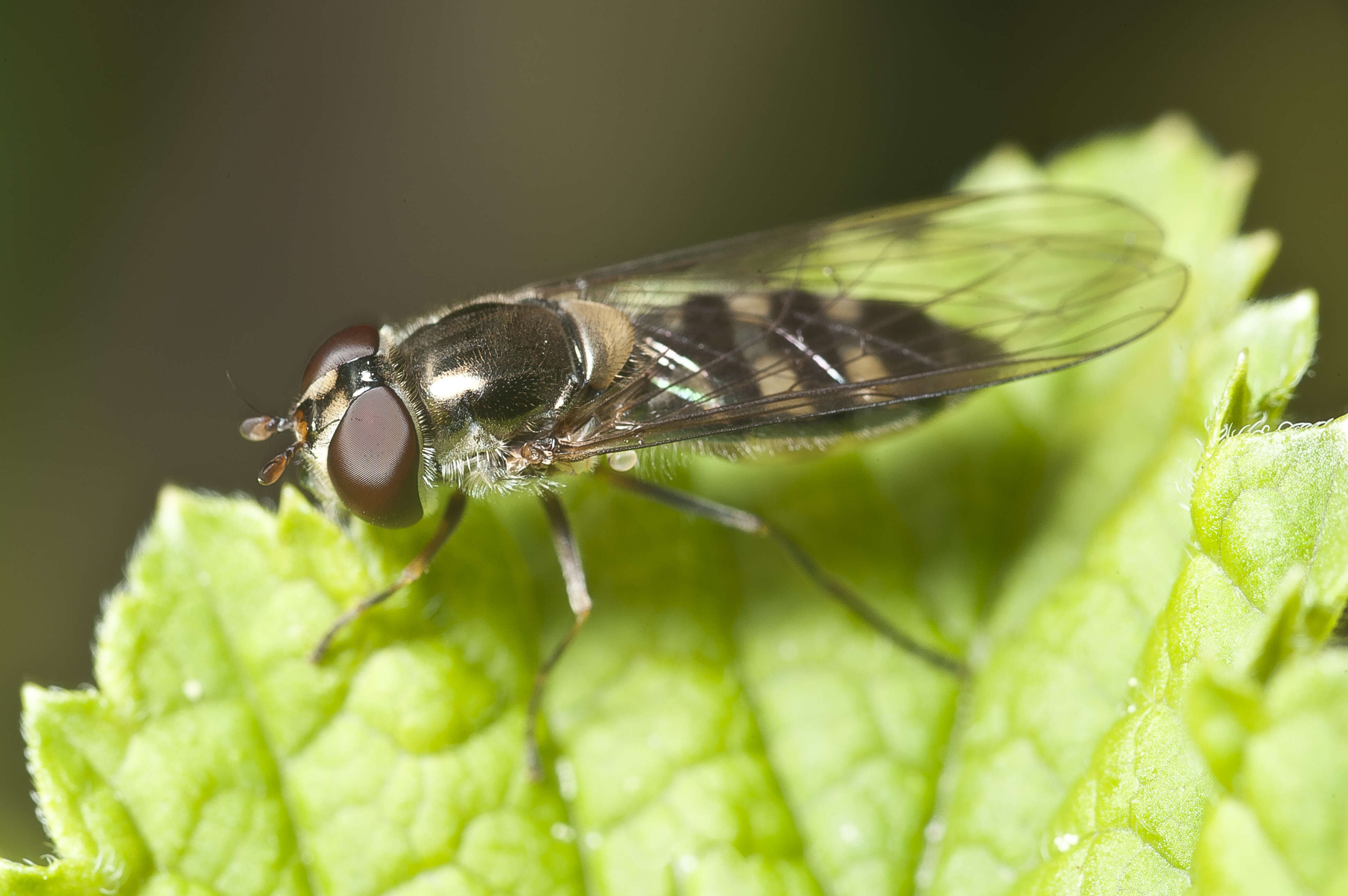 Image of Meliscaeva auricollis (Meigen 1822)