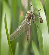 Image of Downy Emerald