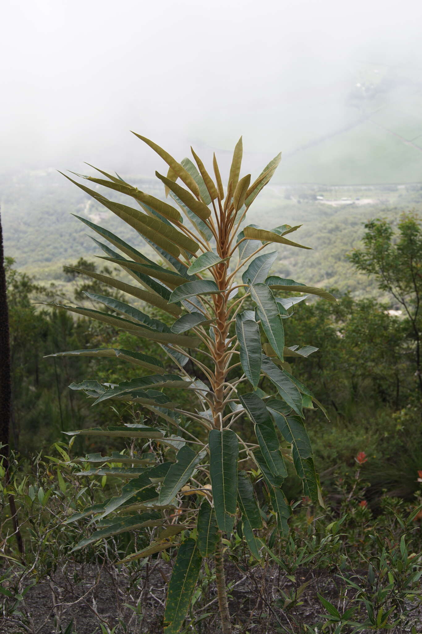 Image of Astrotricha pterocarpa Benth.