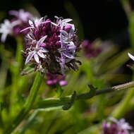 Image de Lobelia jasionoides (A. DC.) E. Wimm.