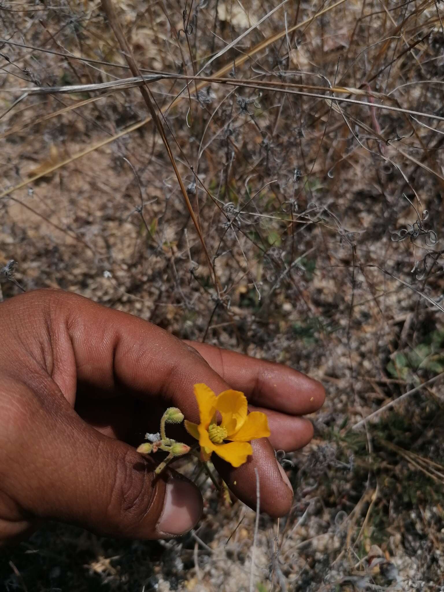 Chamaecrista fagonioides (Vogel) H. S. Irwin & Barneby的圖片