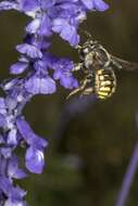 Image of wool-carder bee