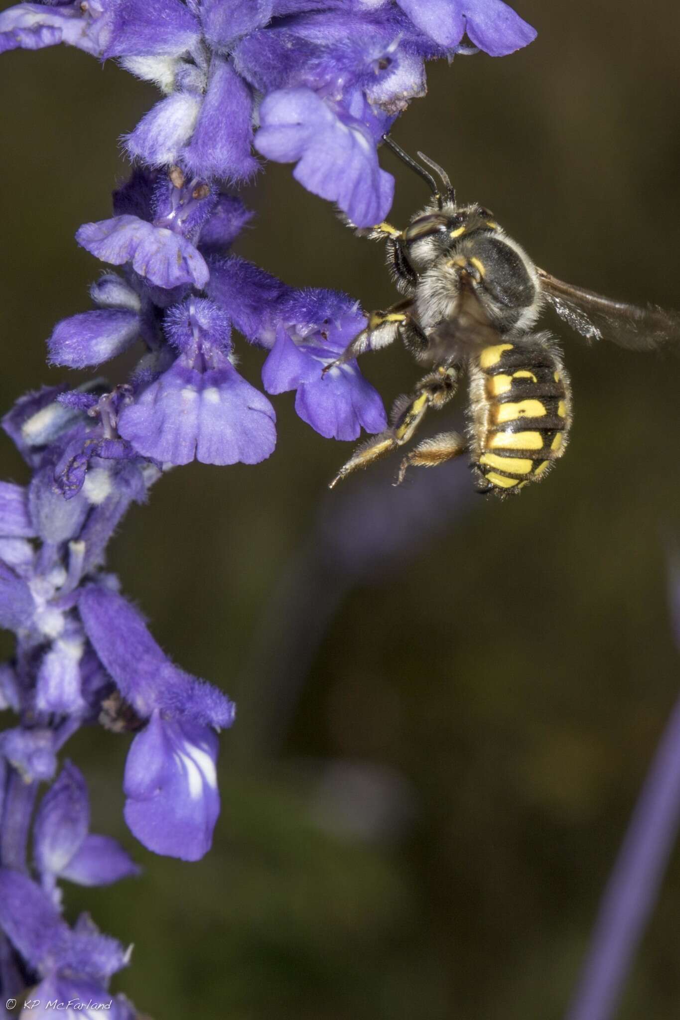 Imagem de Anthidium manicatum (Linnaeus 1758)