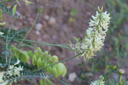 Image of Santa Barbara milkvetch