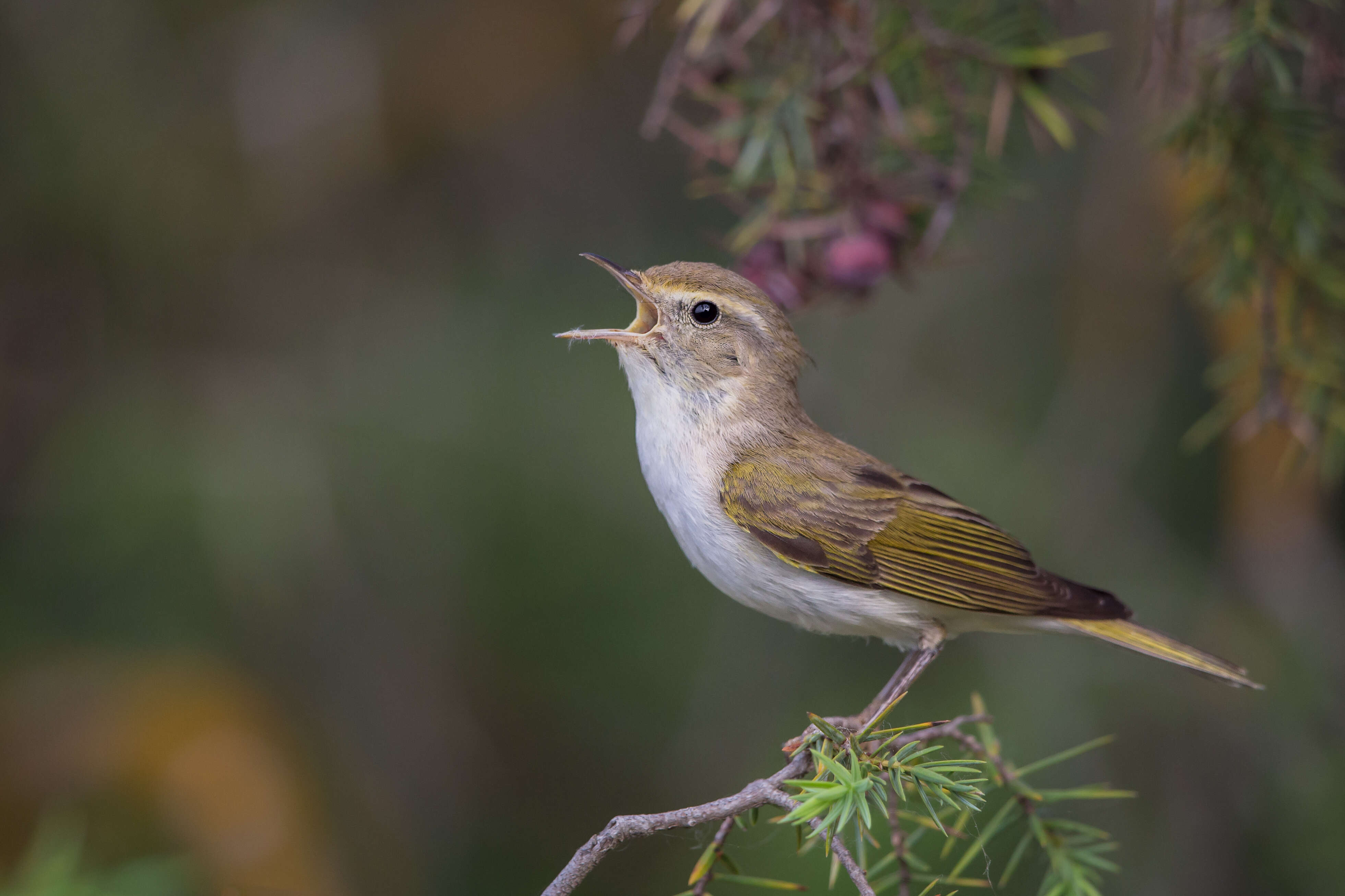 Image of Bonelli's Warbler