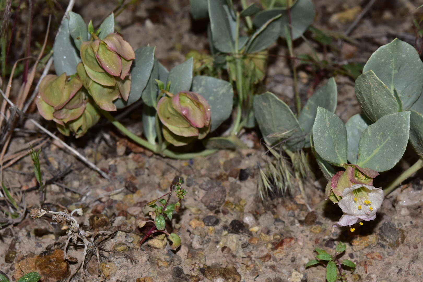 Mirabilis alipes (S. Wats.) G. E. Pilz resmi