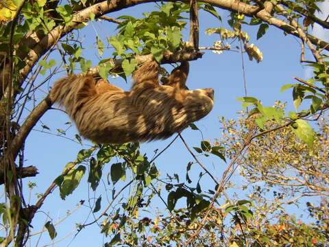 Image of two-toed sloths