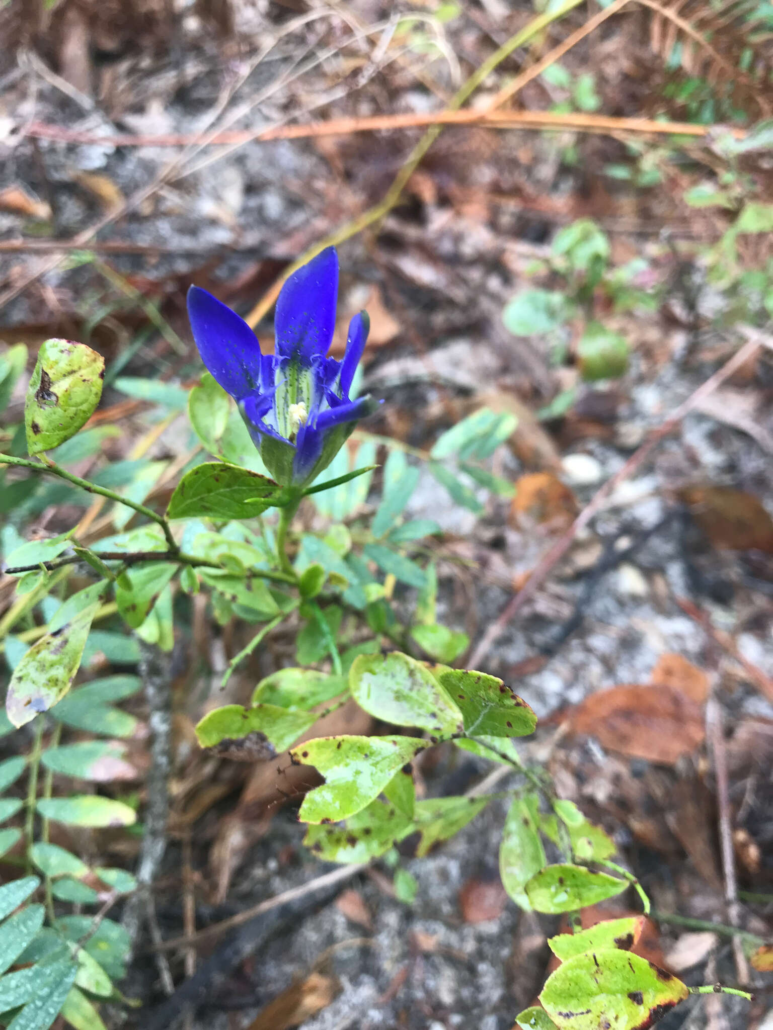 Image de Gentiana autumnalis L.