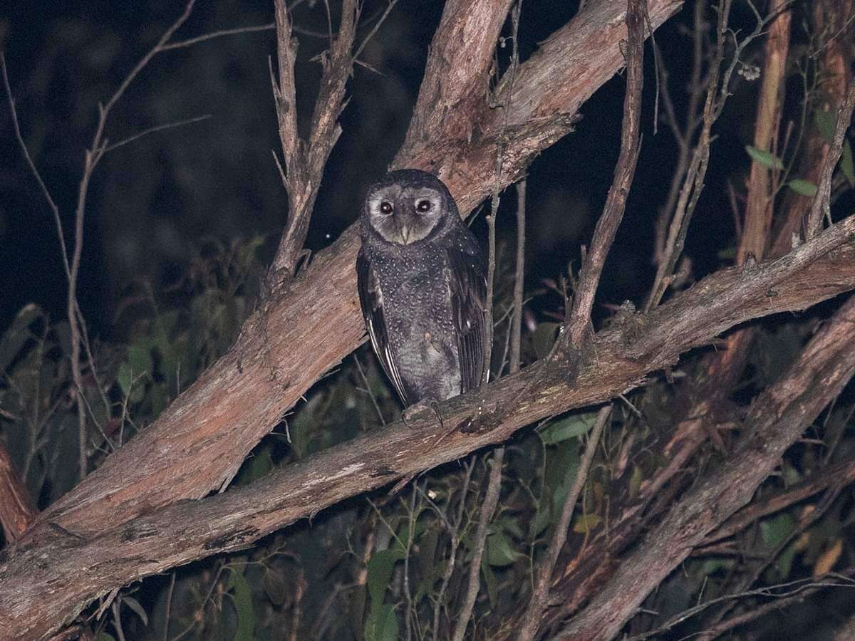 Plancia ëd Tyto tenebricosa (Gould 1845)