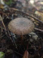 Image of Pluteus perroseus E. Horak 1983