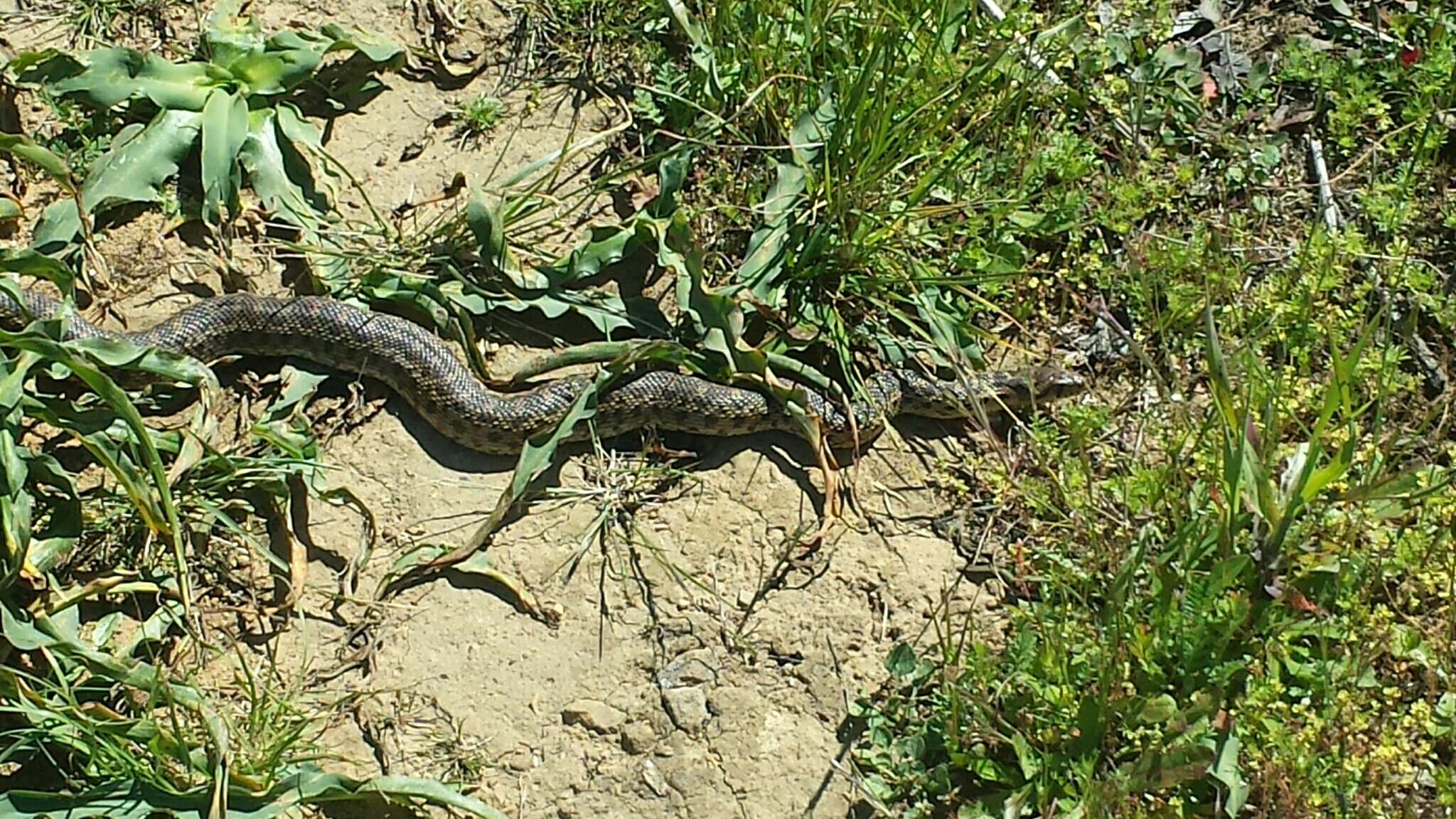 Pituophis catenifer catenifer (Blainville 1835)的圖片