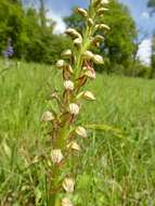 Image of Man orchid