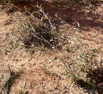 Слика од Croton californicus Müll. Arg.