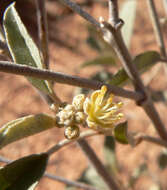 Слика од Croton californicus Müll. Arg.