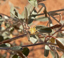 Слика од Croton californicus Müll. Arg.