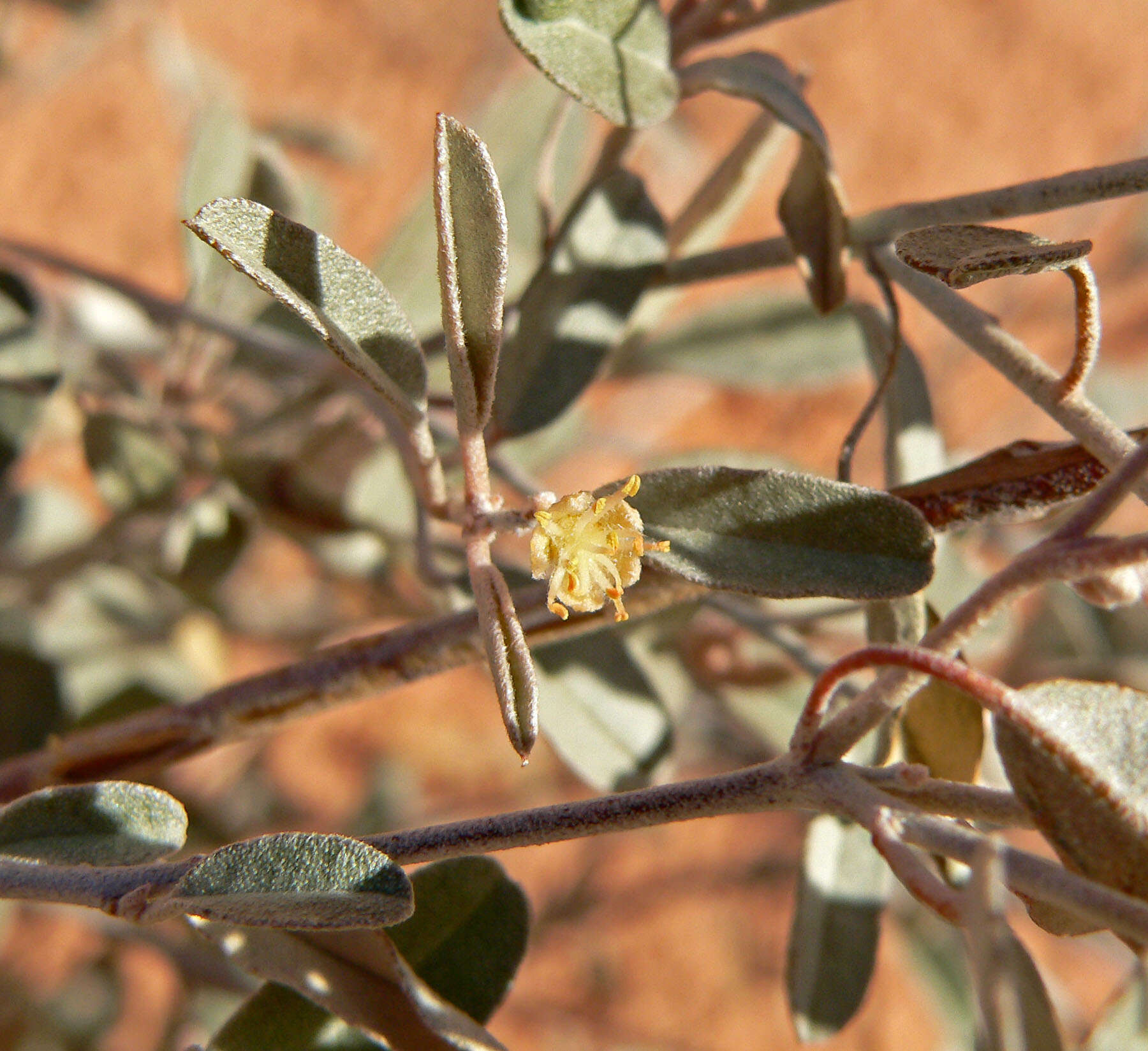 Слика од Croton californicus Müll. Arg.