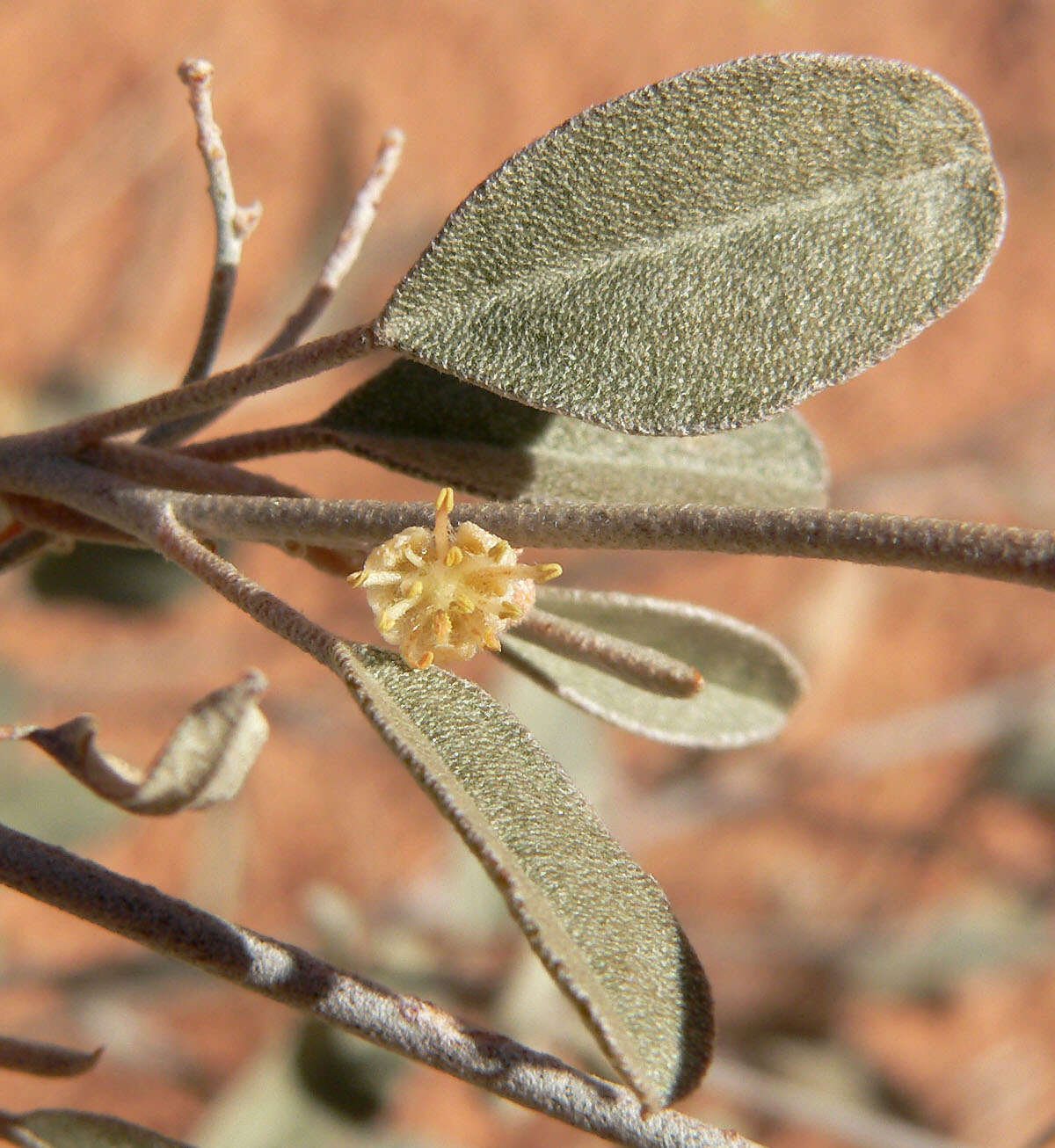 Слика од Croton californicus Müll. Arg.