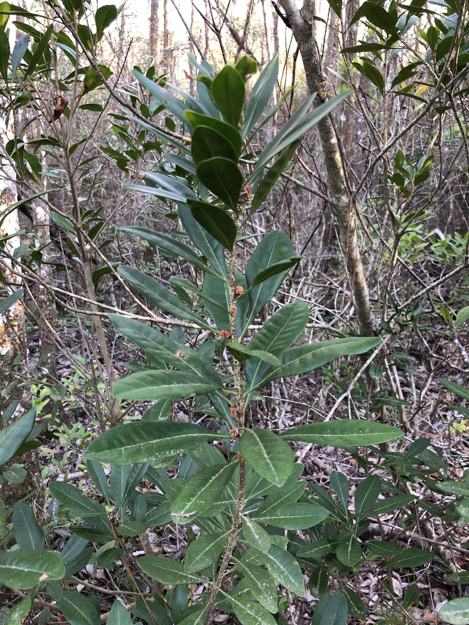 Image of Odorless Bayberry