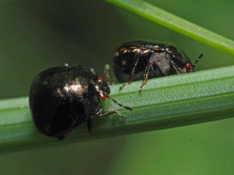 Image of Coptosoma scutellatum (Geoffroy 1785)