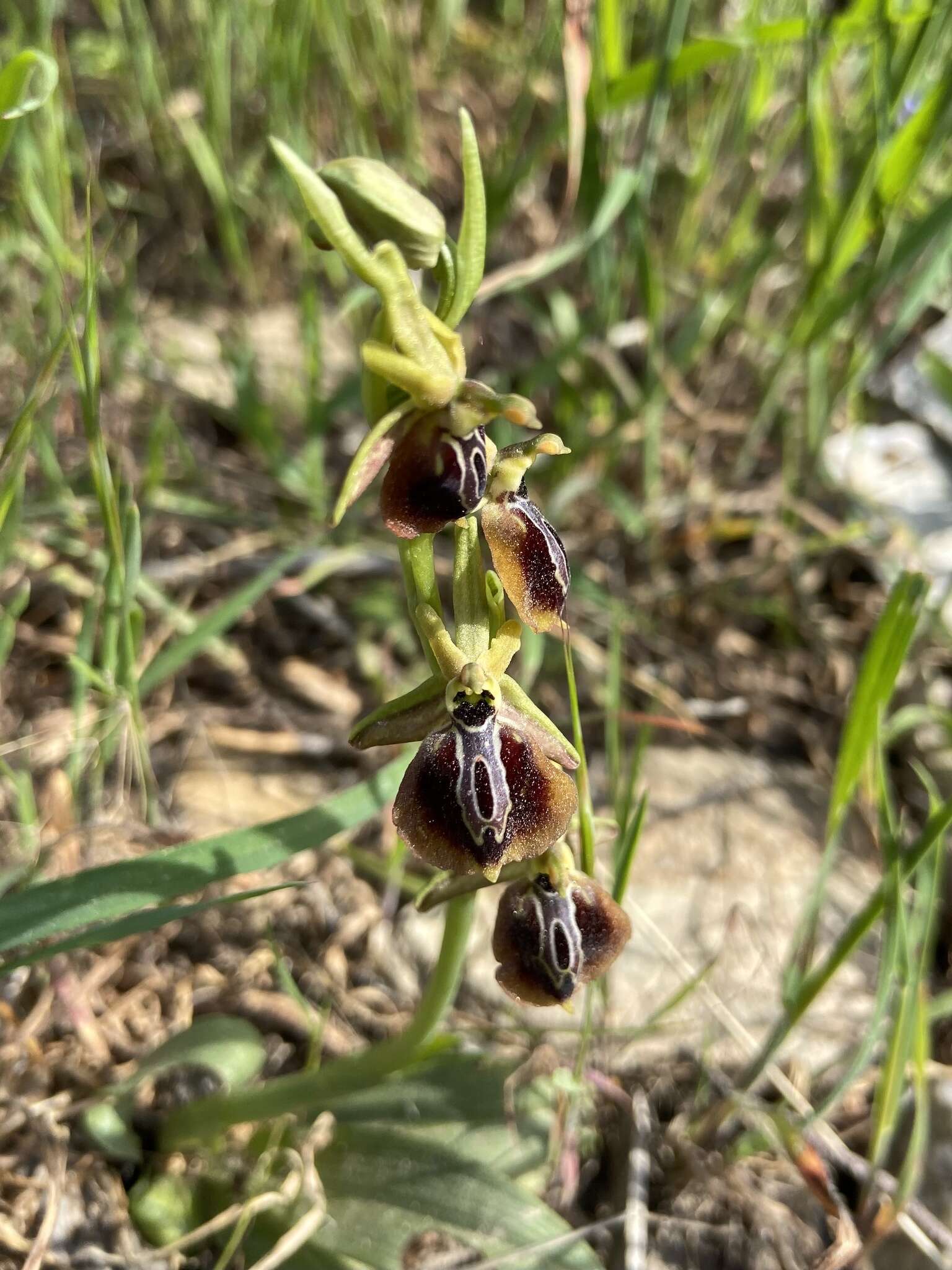 Image of Ophrys sphegodes subsp. aesculapii (Renz) Soó ex J. J. Wood