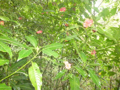 Image of Palicourea elata (Sw.) Borhidi