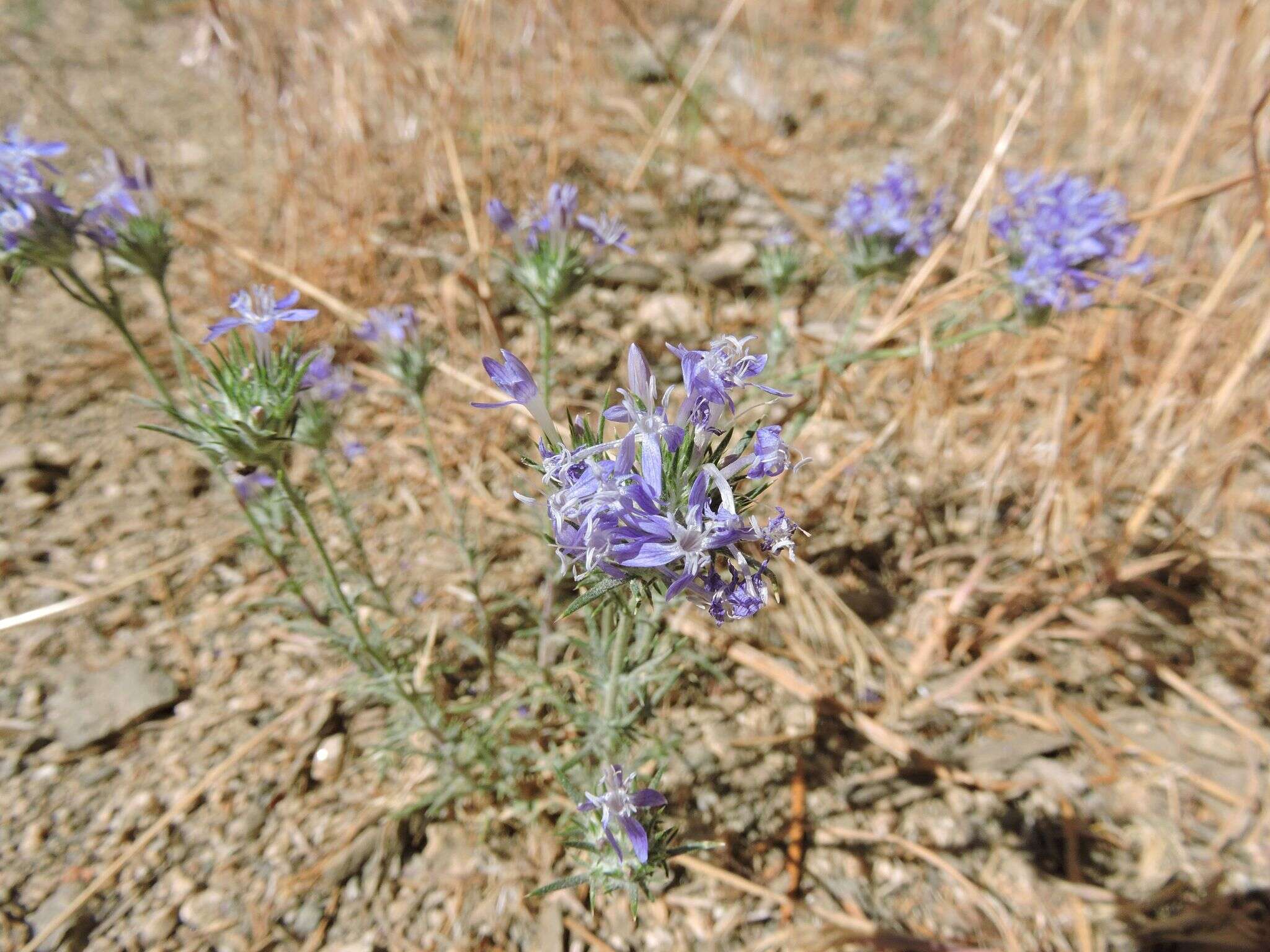 Imagem de Eriastrum densifolium (Benth.) Mason