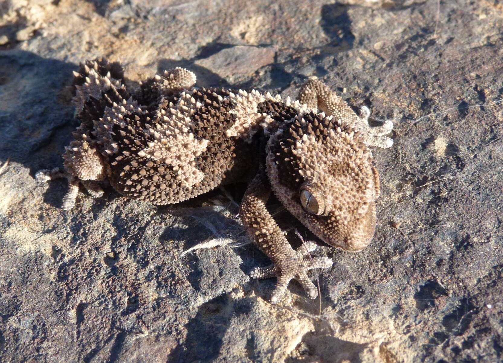 Image of Rough Thick-toed Gecko