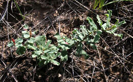 Image of Euphorbia undulata M. Bieb.