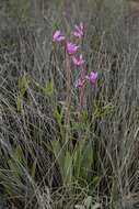 Plancia ëd Dodecatheon pulchellum subsp. macrocarpum (A. Gray) Taylor & Mac Bryde