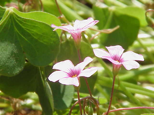 Image of Pink Sorrel