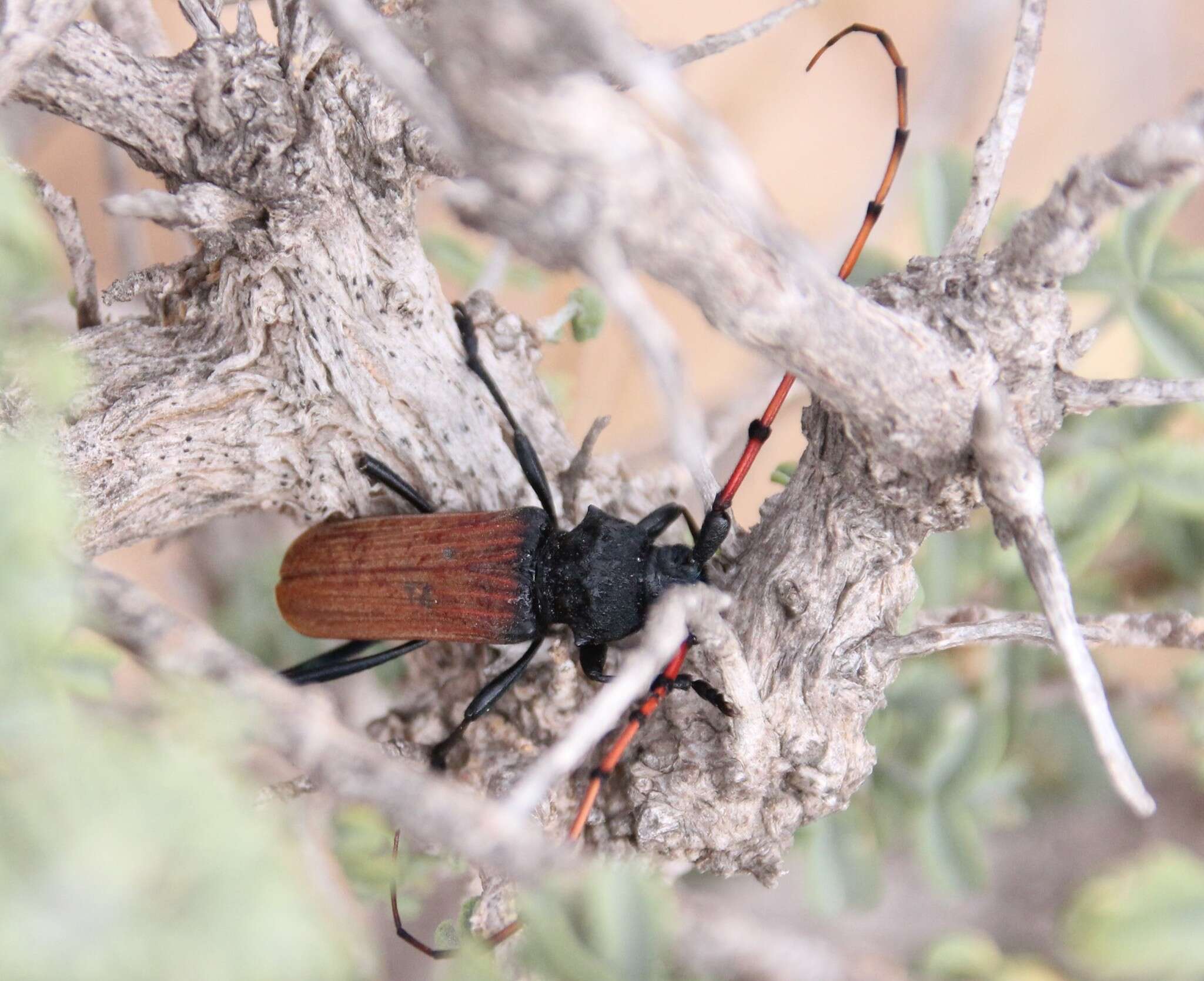 Image of Long-horned beetle