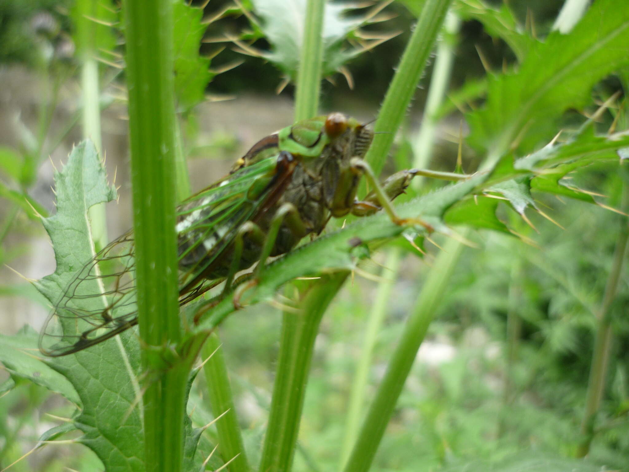 Image of Auritibicen atrofasciatus (Kirkaldy 1909)