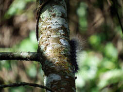 Слика од Macrobrochis gigas Walker 1854