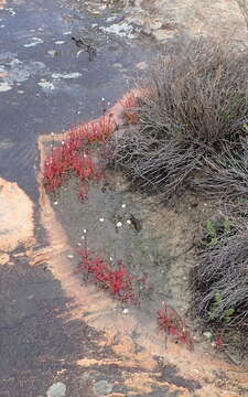 Image de Drosera alba Phill.