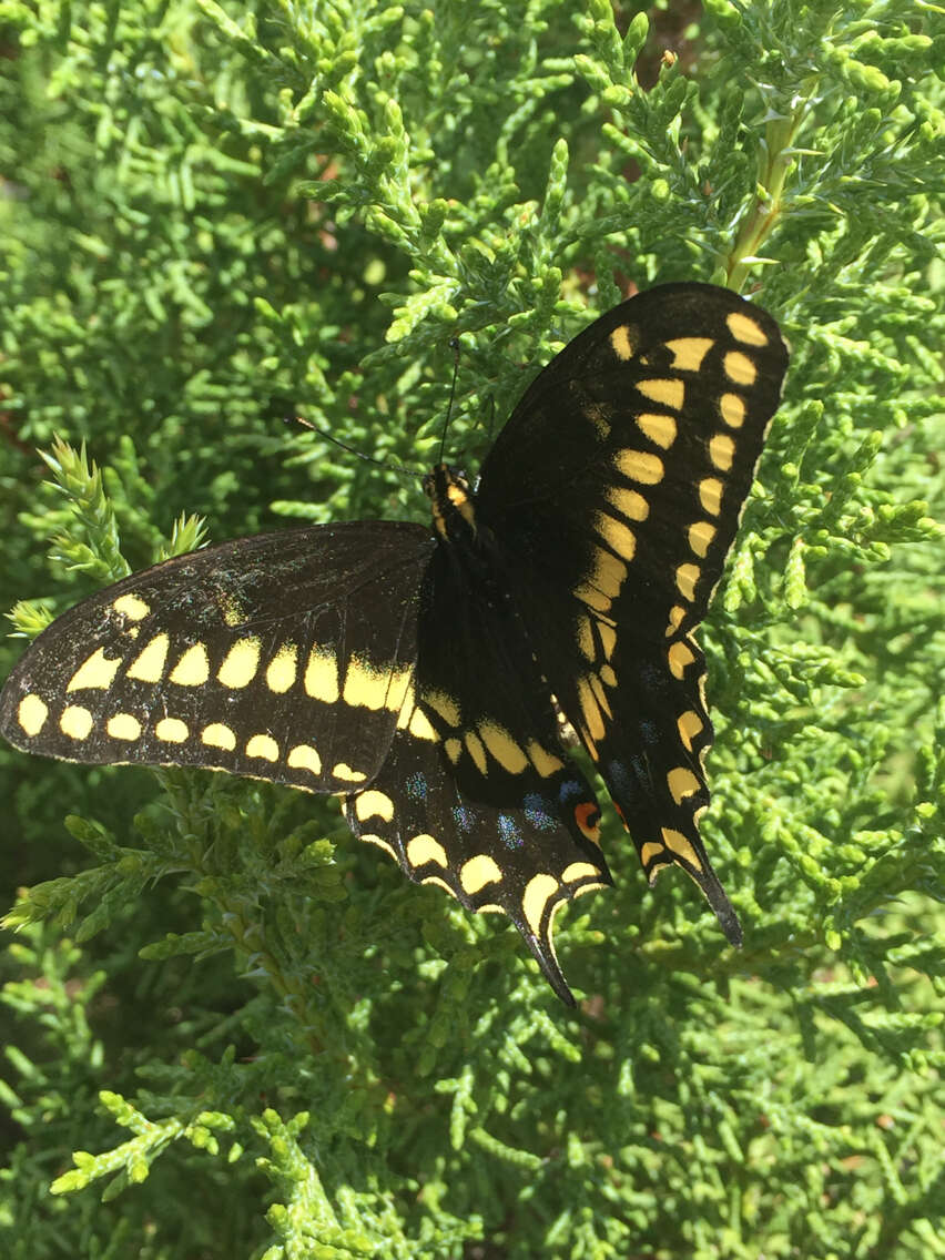 Image of <i>Papilio machaon bairdii</i>