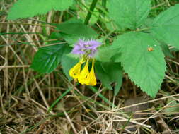 Слика од Melampyrum nemorosum L.