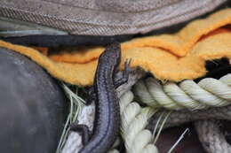 Image of Tasmanian Tree Skink