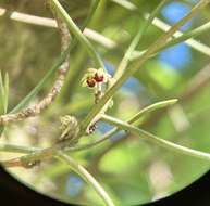 Image of Luisia tristis (G. Forst.) Hook. fil.