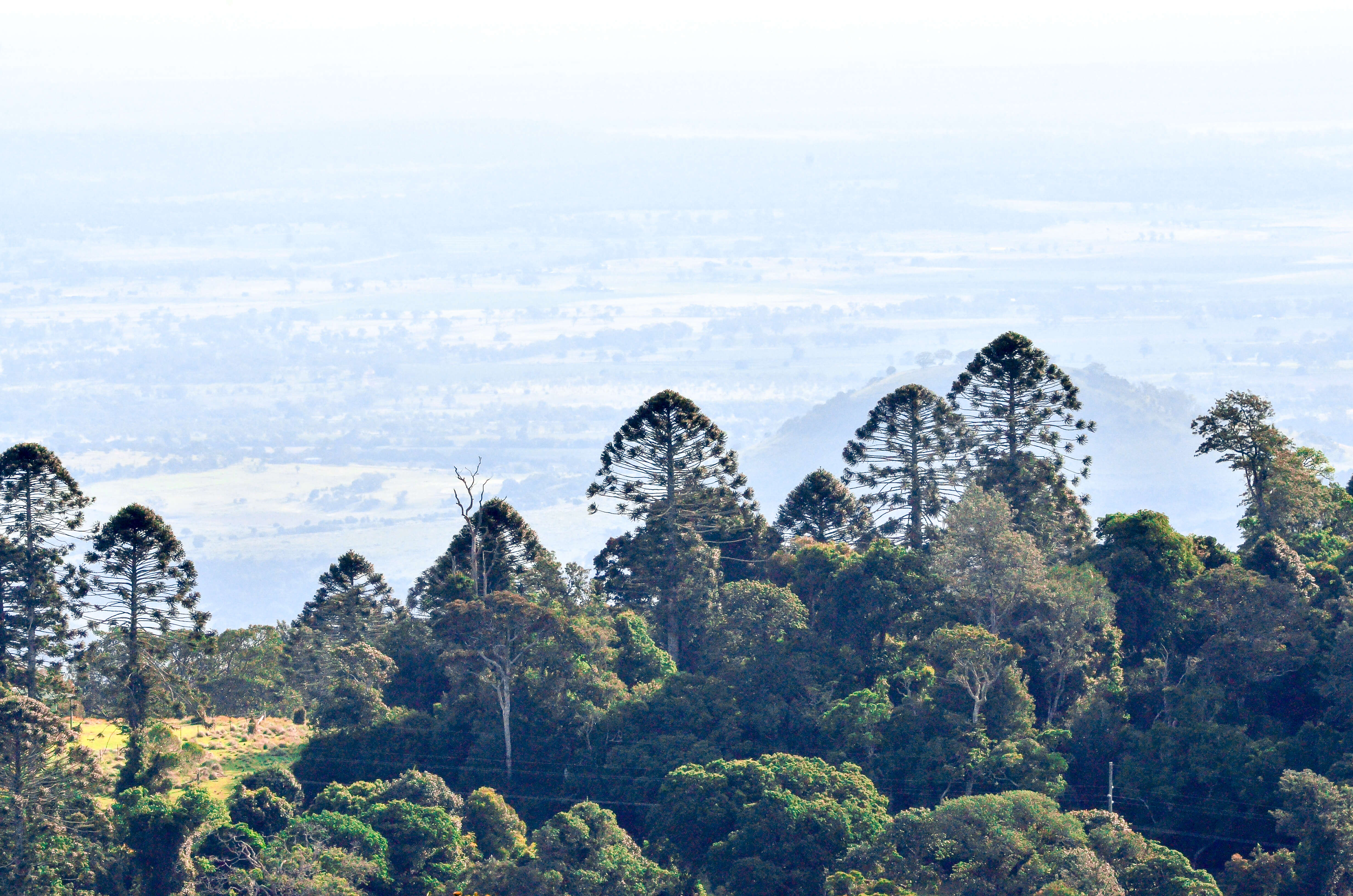 Image de Araucaria bidwillii Hook.