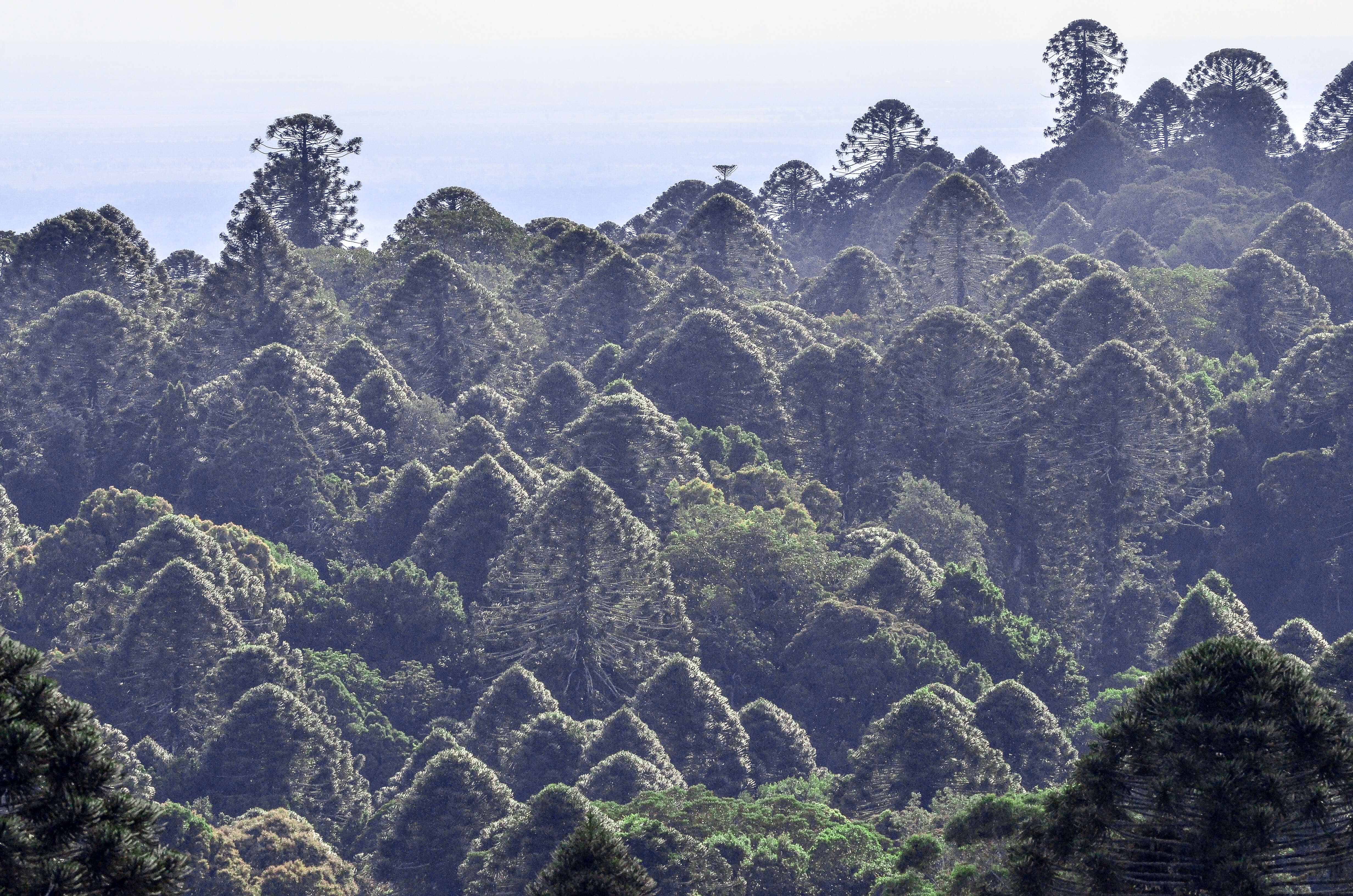 Image de Araucaria bidwillii Hook.