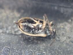 Image of Yellow-margined Leaf Beetle