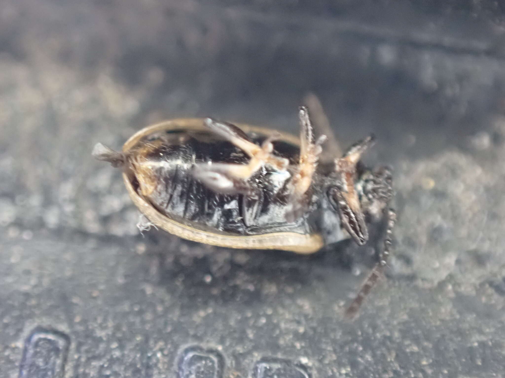 Image of Yellow-margined Leaf Beetle