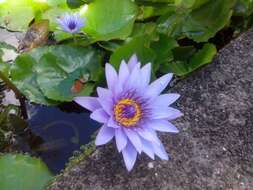 Image of Cape Blue Water-Lily