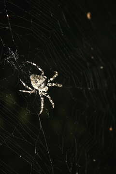 Image of Gray Cross Spider