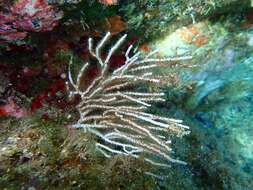 Image of white horny coral