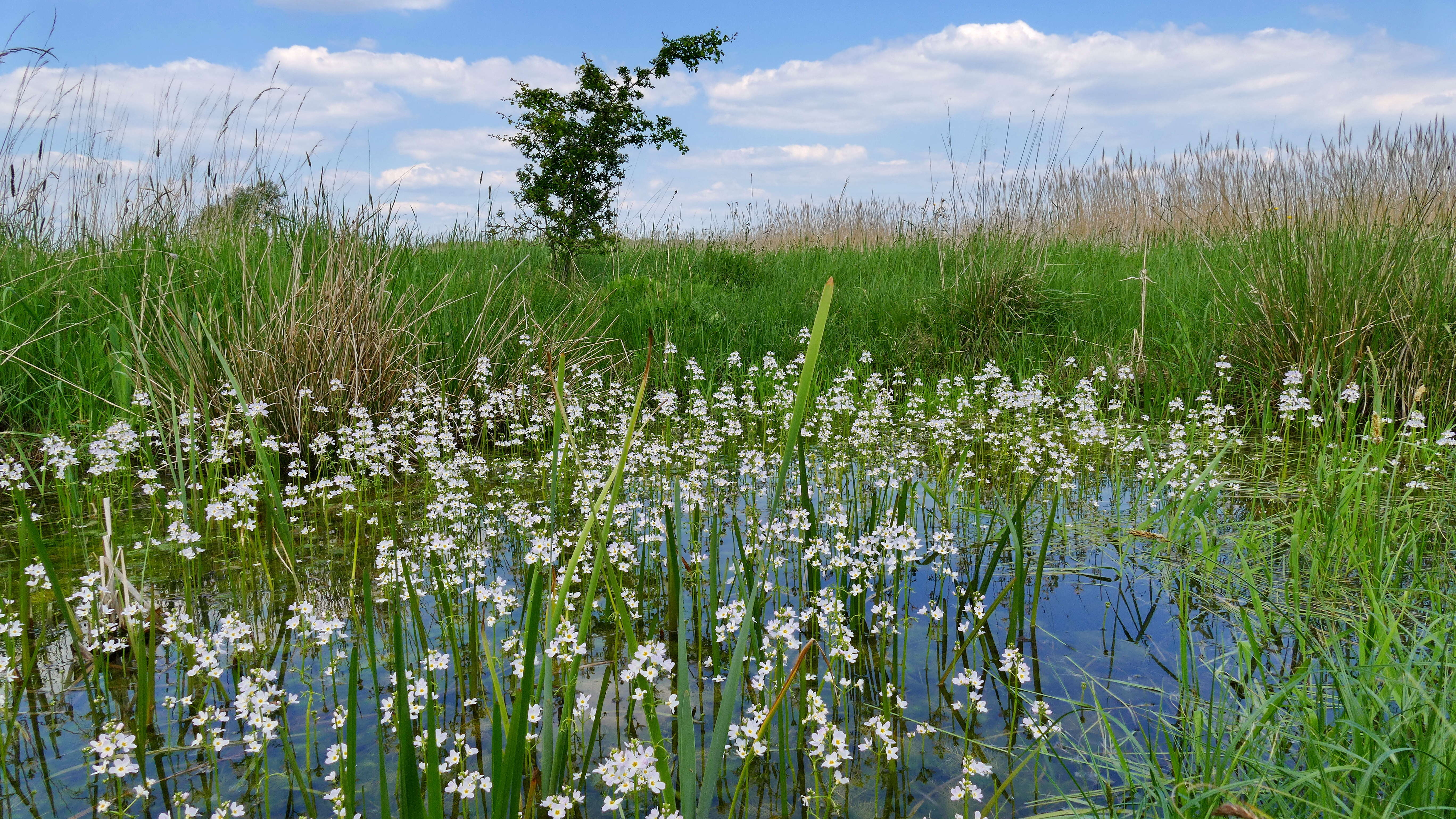 Image of Featherfoil