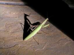 Image of Mantis